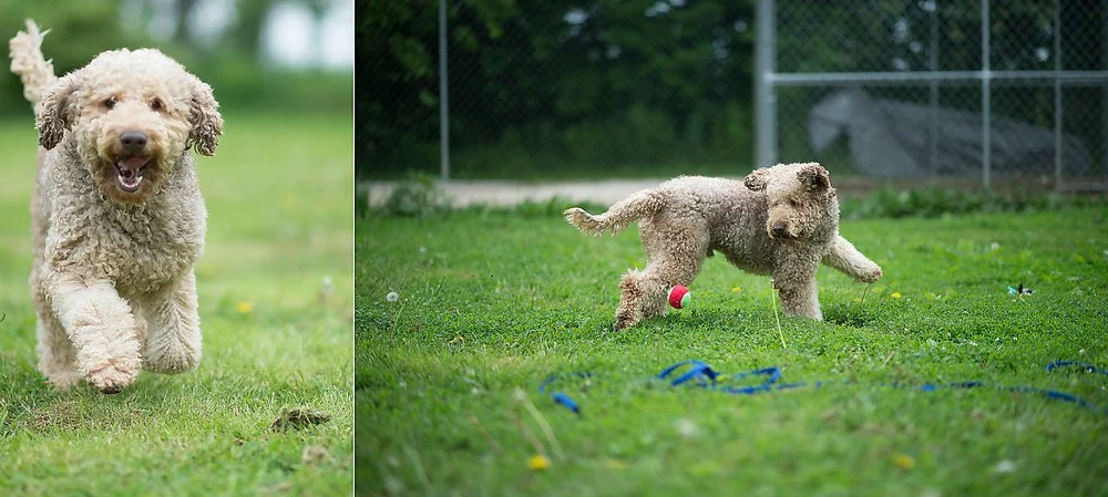 Southern goldendoodles sale